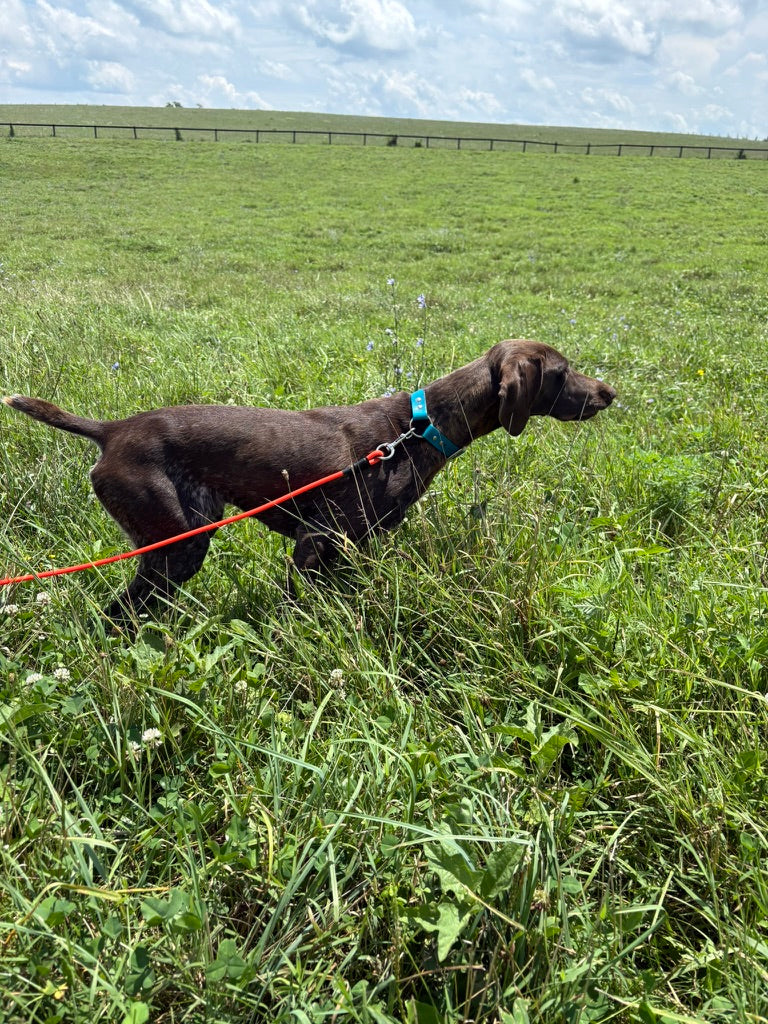 Hunting Dog Training