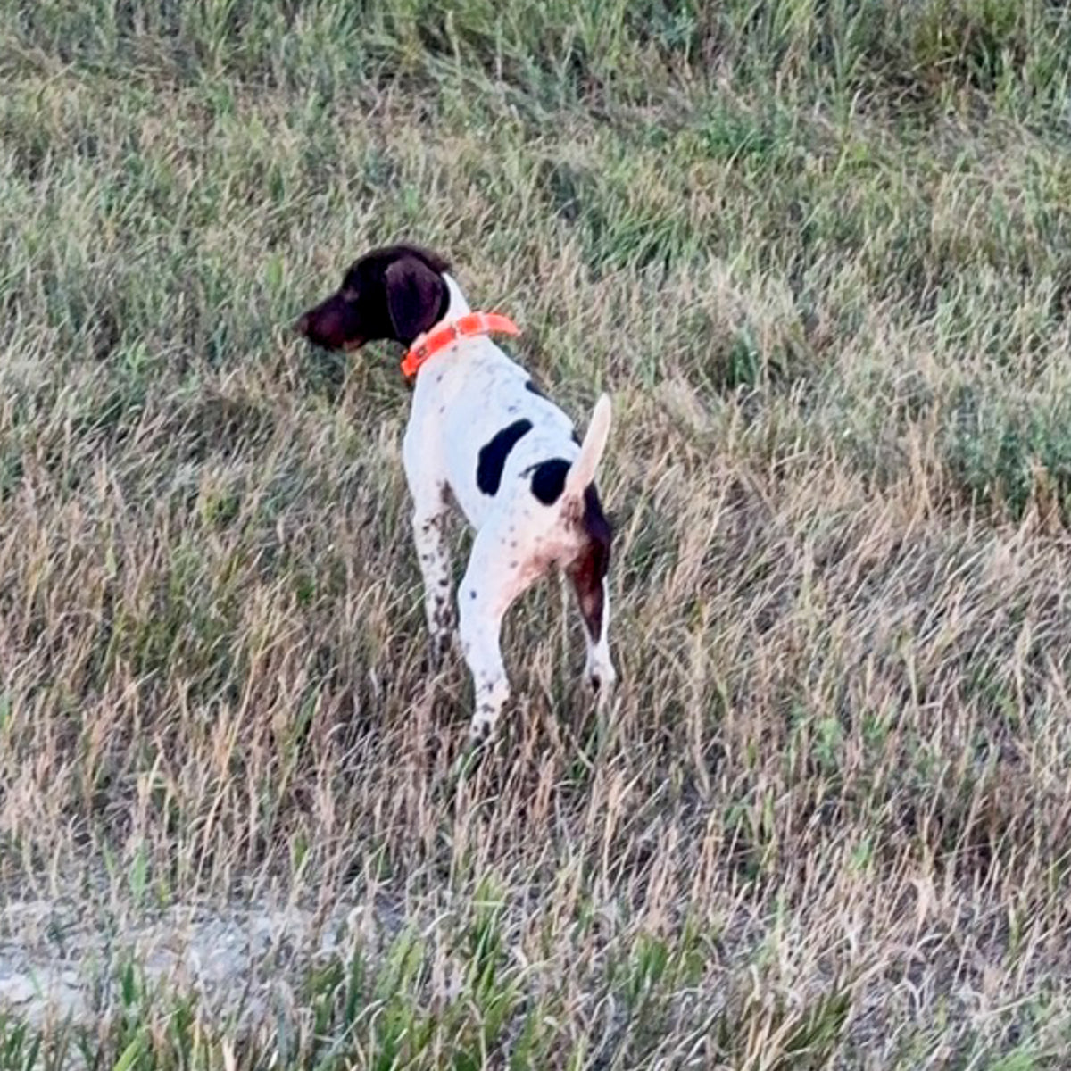 Zoey